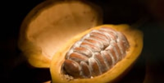 Ngừa sâu răng bằng cacao